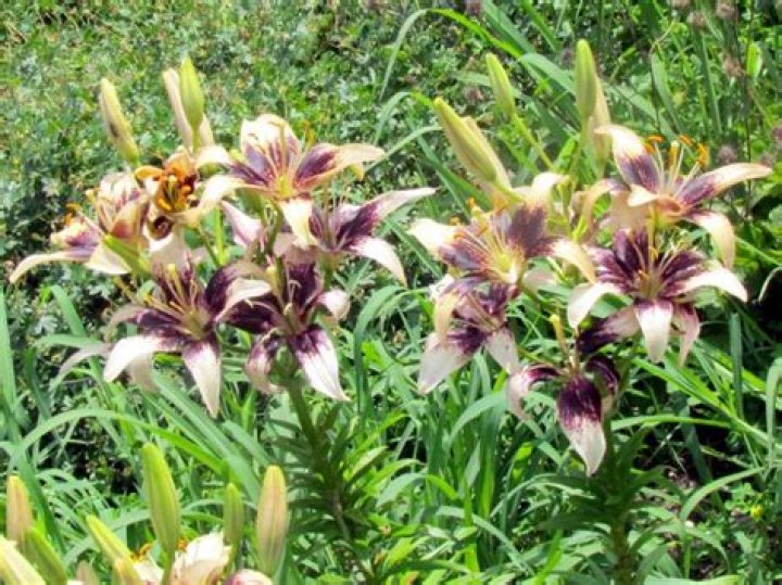 17 Types of Lilies - Favorite Perennial Flowers