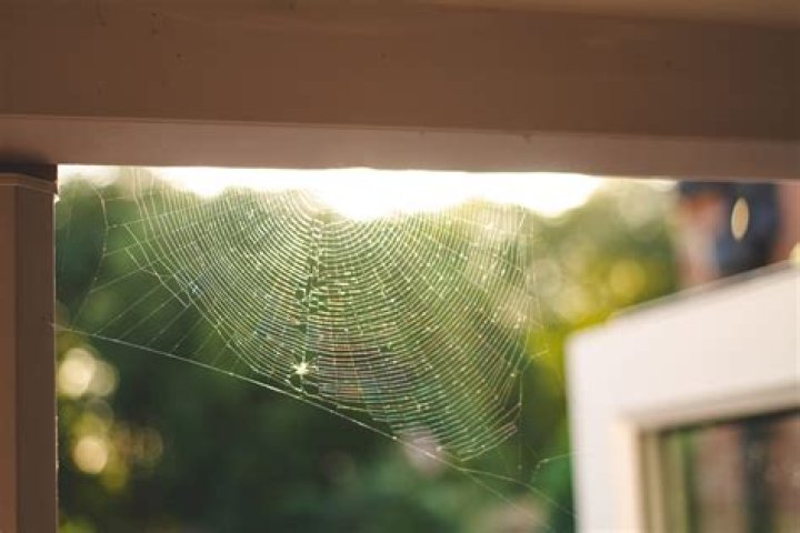18 Ways To Get Rid Of Spiders Naturally