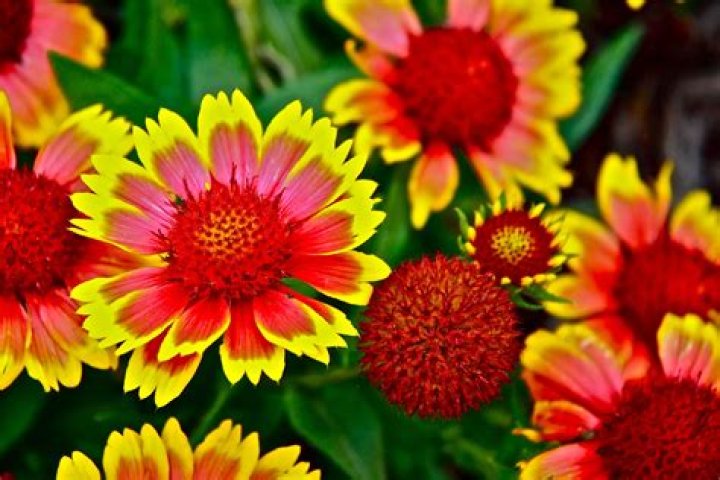 25 Best Full Sun Perennials