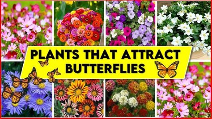 29 Flowers That Attract Butterflies