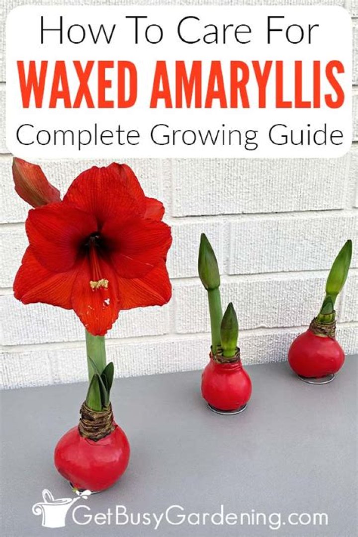 Amaryllis Care Tips - How to Grow Amaryllis From Bulb