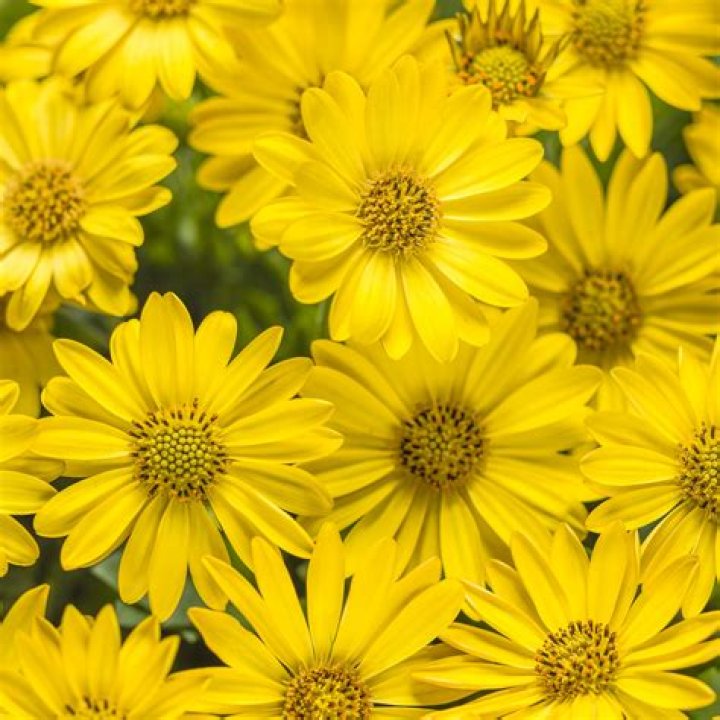 Best Yellow Flowers, Plants & Houseplants for Spring and Summer