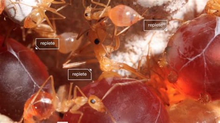 Honeypot ants and their "golden water balloons" of nutrients