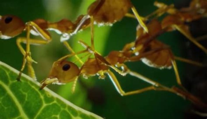 How can weaver ants protect an entire orchard?