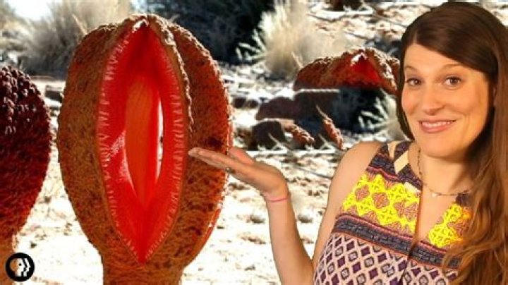 Hydnora africana, the strangest plant in the world?