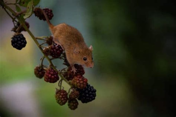 Interpreting Dreams About Mice: Uncovering Hidden Meanings and Symbols