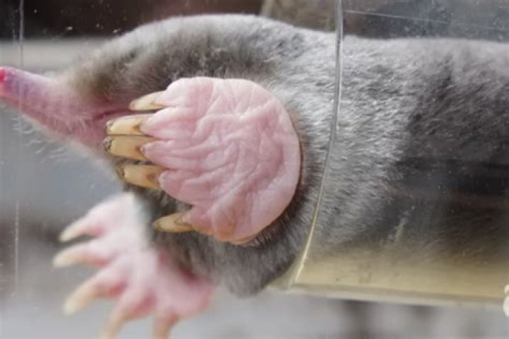 Rare baby platypus footage + a closer look at monotremes