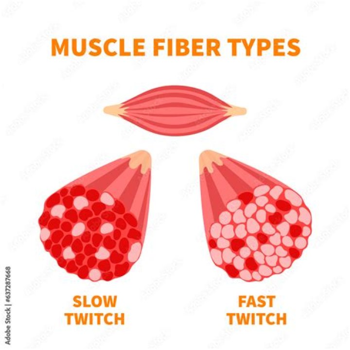 The Difference Between Fast & Slow Twitch Muscle Fibers