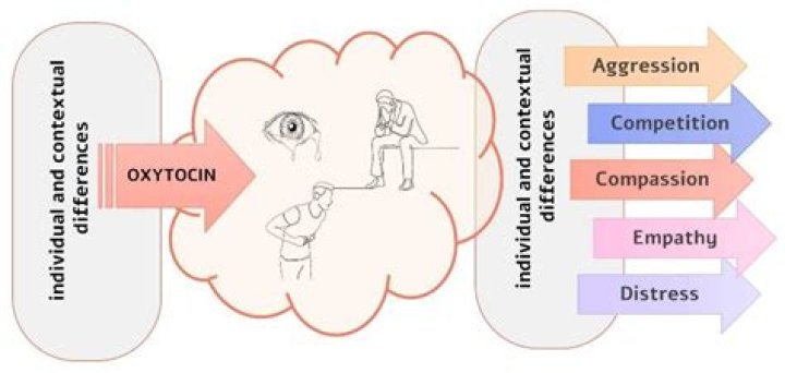 The Effects of Compassion on the Brain| Faena