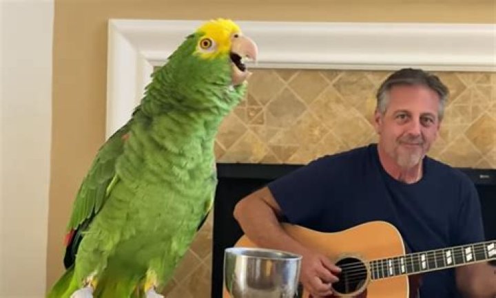 Tico & the Man: A parrot sings with his guitar-playing human