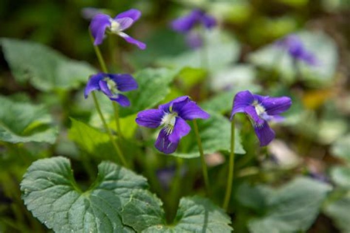 What is February’s Birth Flower? Violets and Irises Meanings.